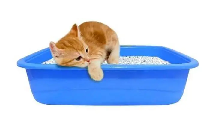 2 Girls Cat For Sale — photo 6