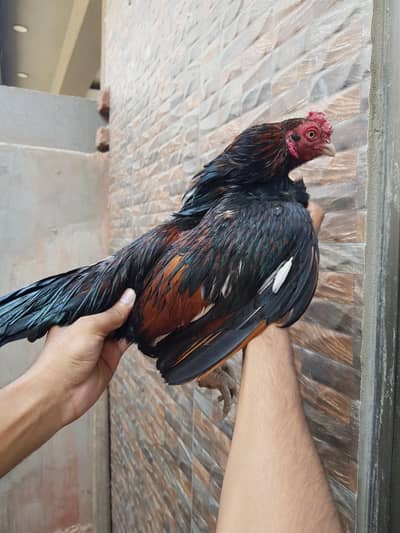 amroha aseel pair available