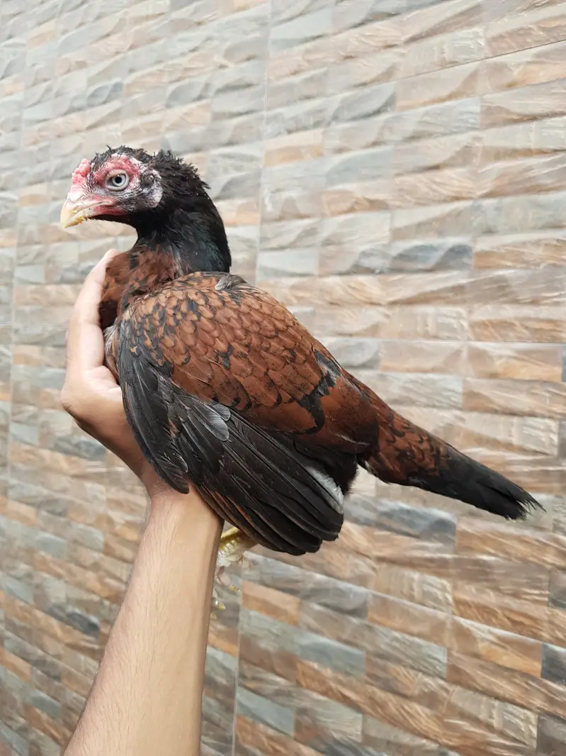 amroha aseel pair available — photo 2