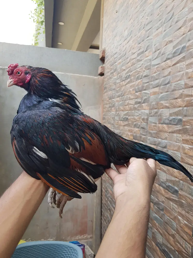 amroha aseel pair available — photo 3