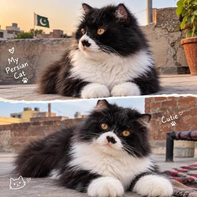 cutest persian male cat available in hyderabad