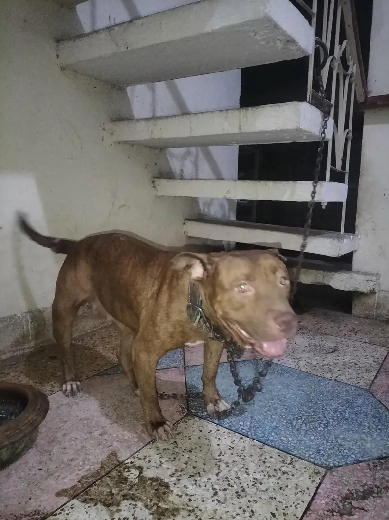 assalamualaikum agr kisy bhai ko chahie ha to rabta karly — photo 2