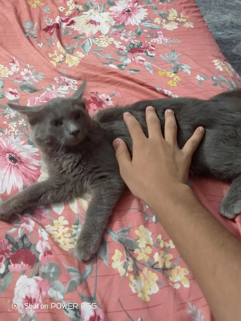 2 Girls Cat For Sale — photo 8