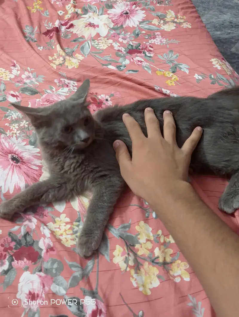 2 Girls Cat For Sale — photo 9