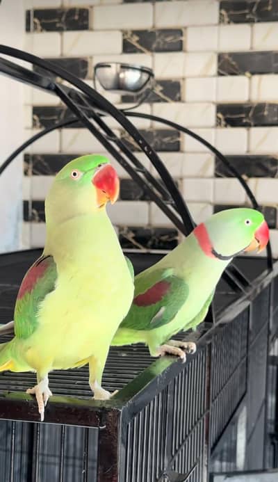 Kashmiri raw parrot for sale single and pair available