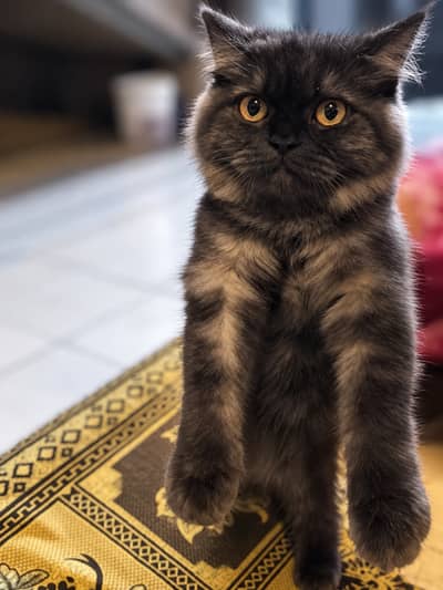 This Cat is very good
