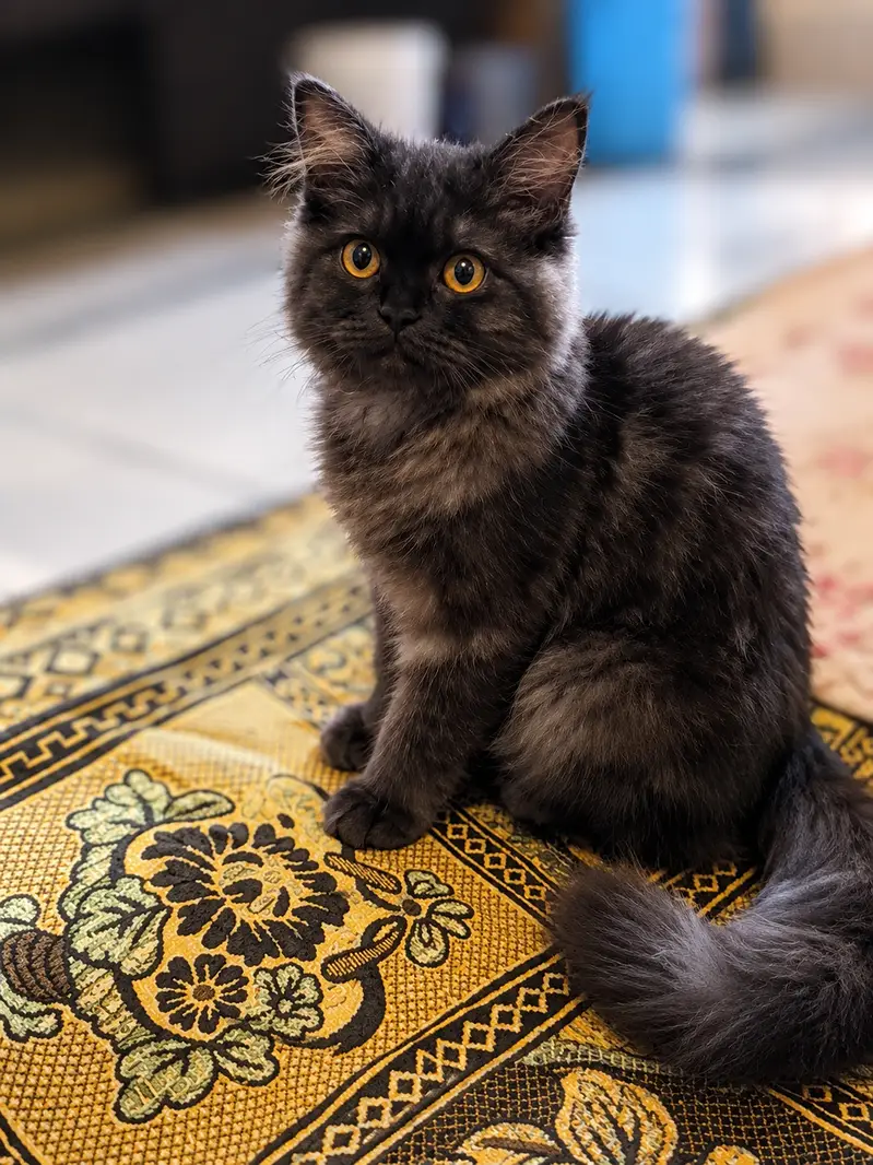 This Cat is very good — photo 2