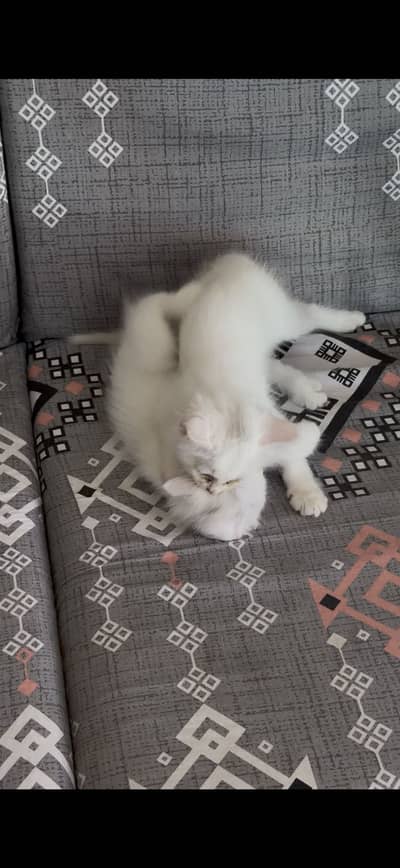 Persian cat for sale
