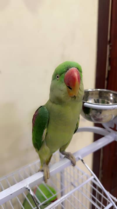 9 months raw parrot female
