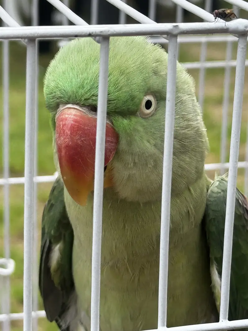 9 months raw parrot female — photo 2