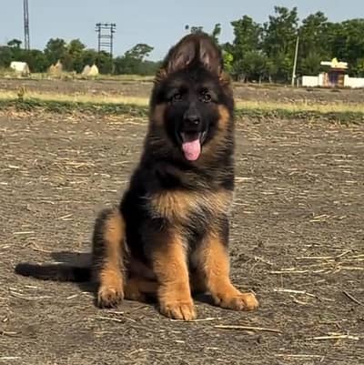 German shepherd puppies for sale healthy