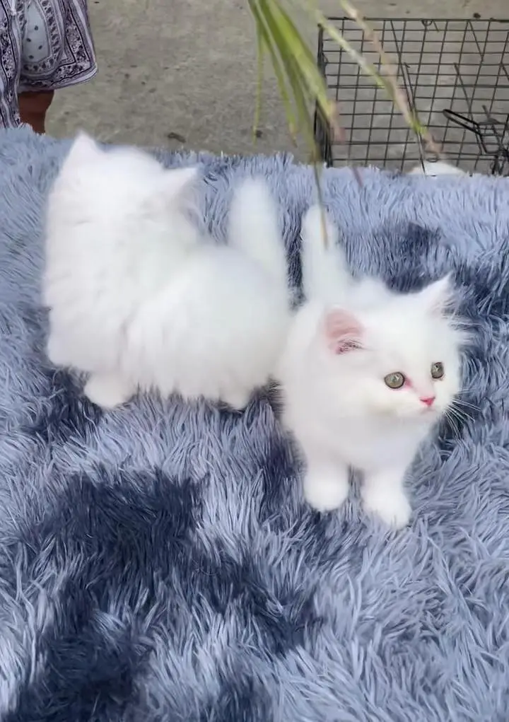 Persian kitten triple cot. for sale my WhatsApp:03440066156 — photo 2