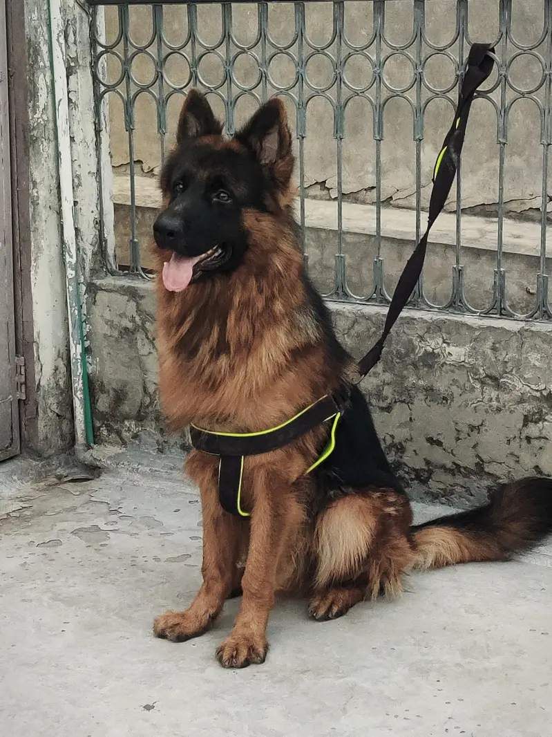 Gsd Male — photo 2