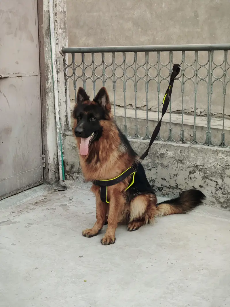 Gsd Male — photo 3