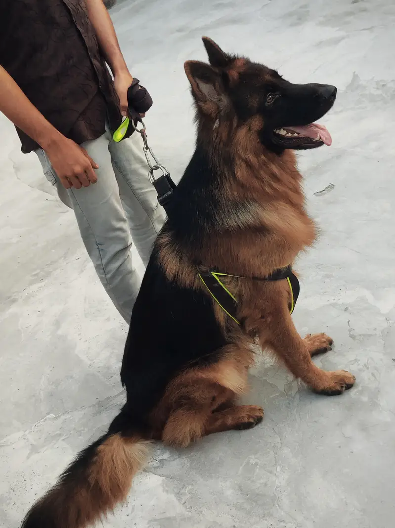 Gsd Male — photo 4