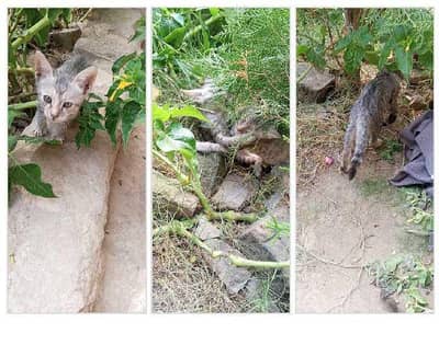 Persian Mix Grey Kittens - Very Playful & Active