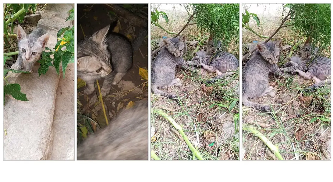 Persian Mix Grey Kittens - Very Playful & Active — photo 3
