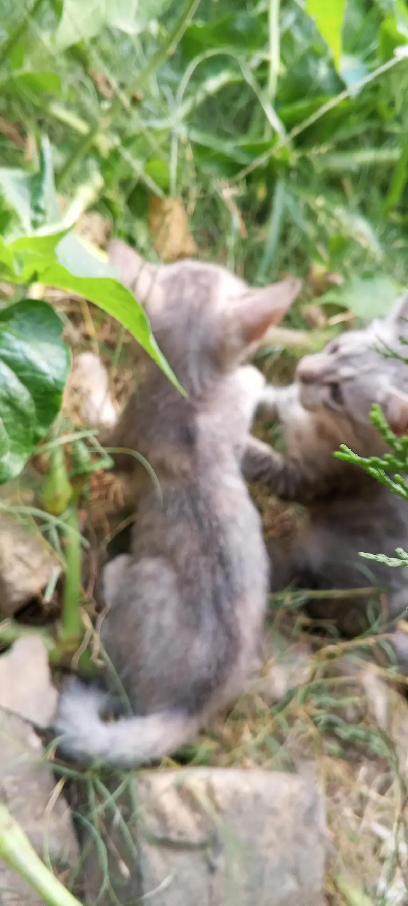 Persian Mix Grey Kittens - Very Playful & Active — photo 5