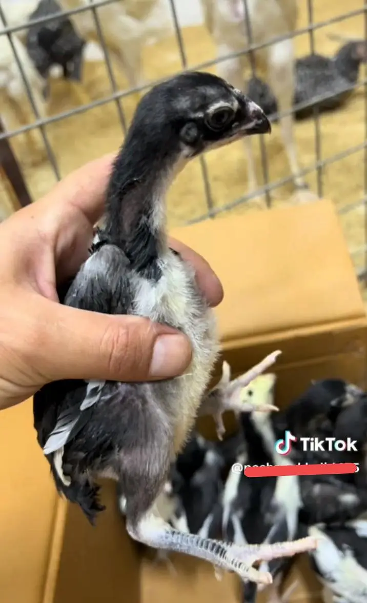 shamo chicks per pc 5k cont whatsapp pa kra 03092054608 — photo 2