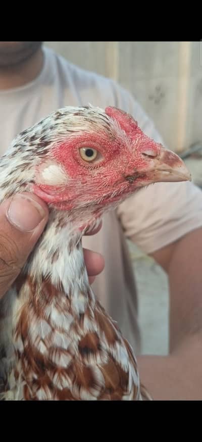pure rampori Madi for sale 03465302290