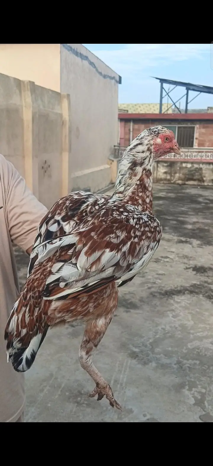 pure rampori Madi for sale 03465302290 — photo 2