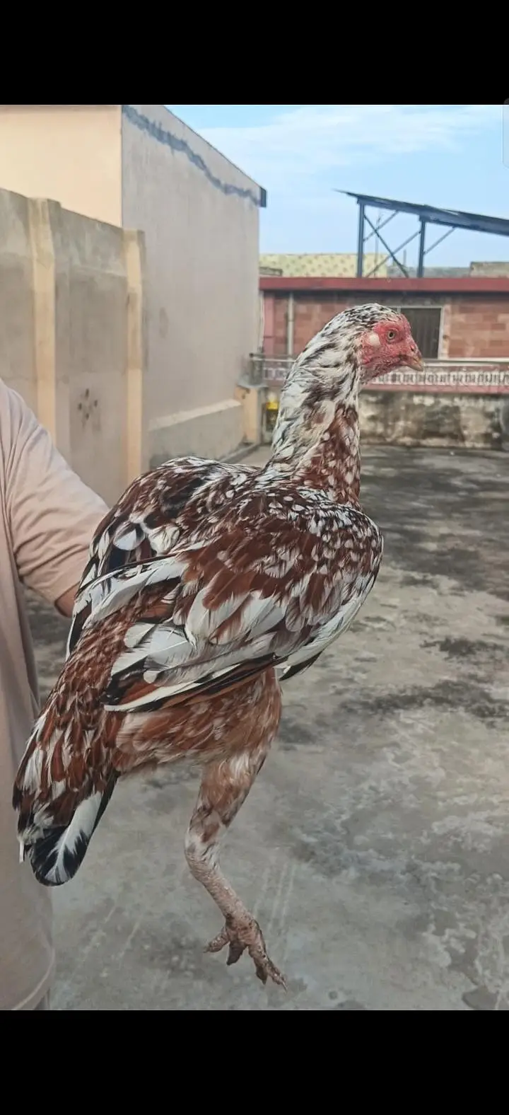 pure rampori Madi for sale 03465302290 — photo 3