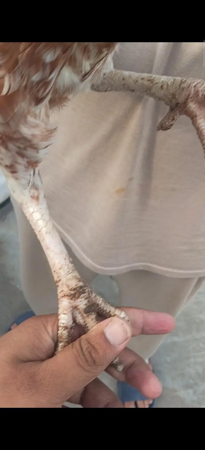 pure rampori Madi for sale 03465302290 — photo 4