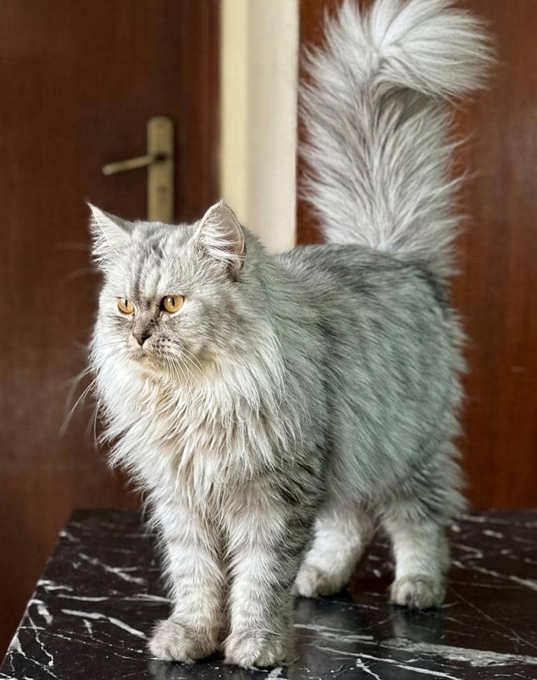 Persian cat 0