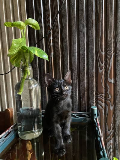 name blacky cat for sale
