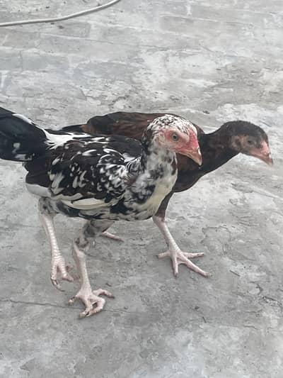 Good quality aseel chicks
