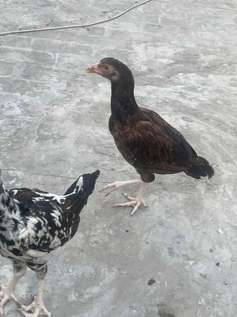 Good quality aseel chicks — photo 2