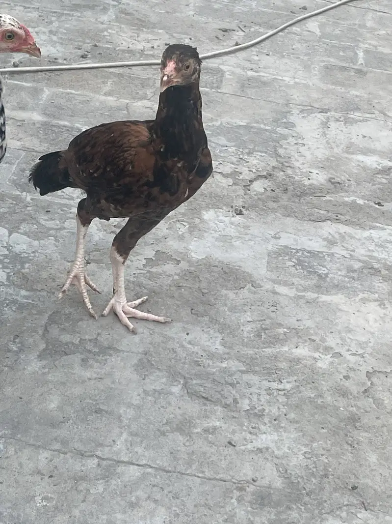 Good quality aseel chicks — photo 3