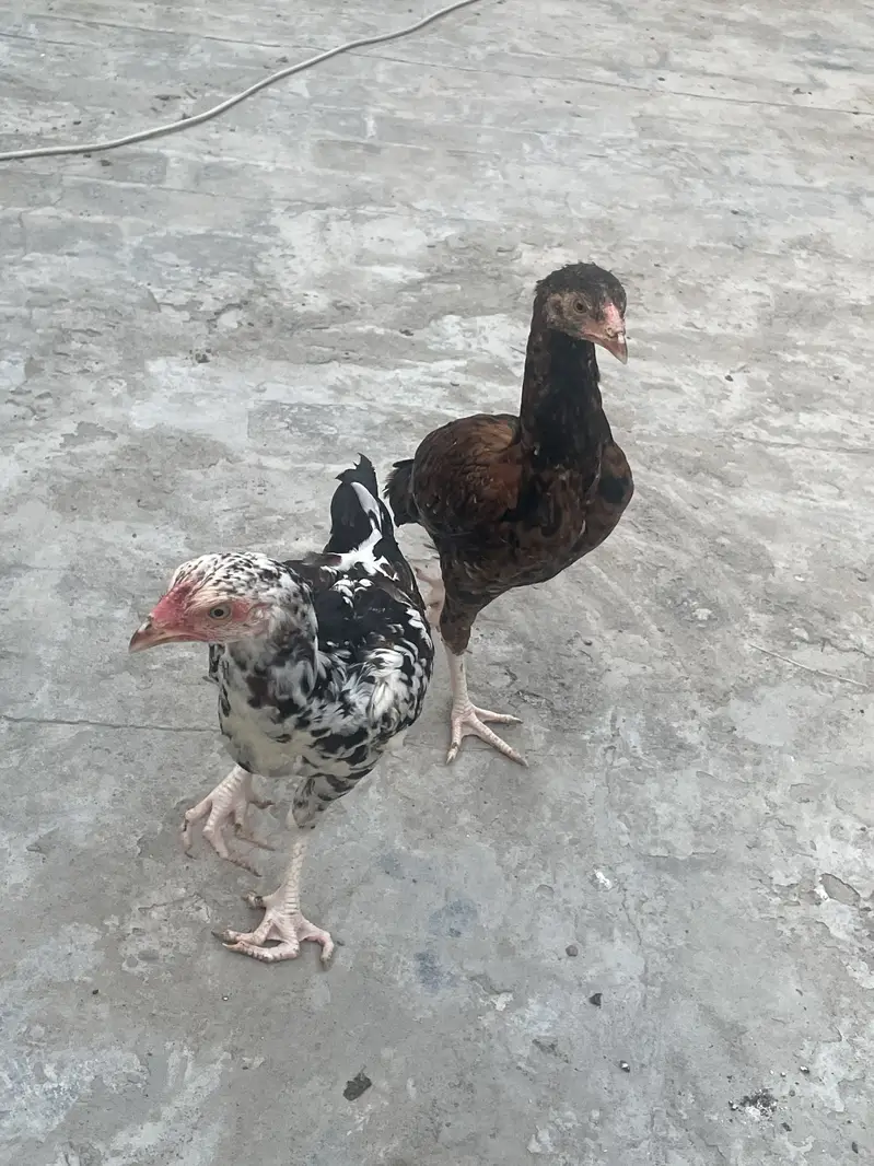 Good quality aseel chicks — photo 4