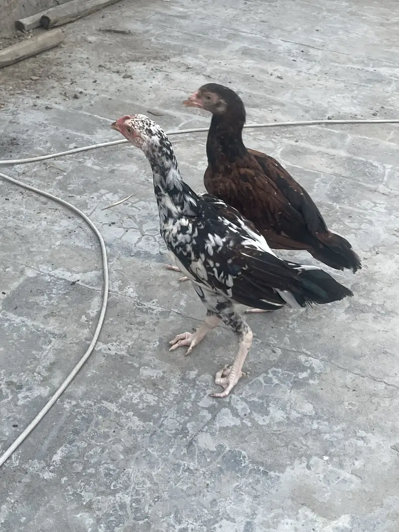 Good quality aseel chicks — photo 5