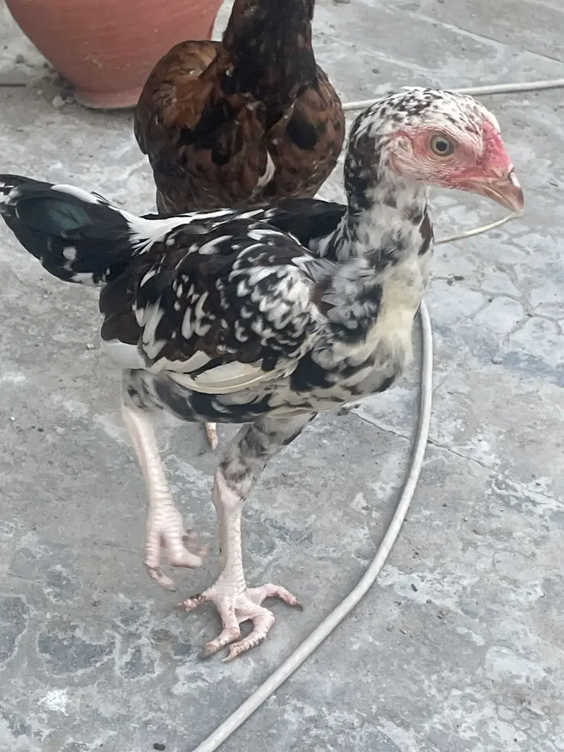 Good quality aseel chicks — photo 6