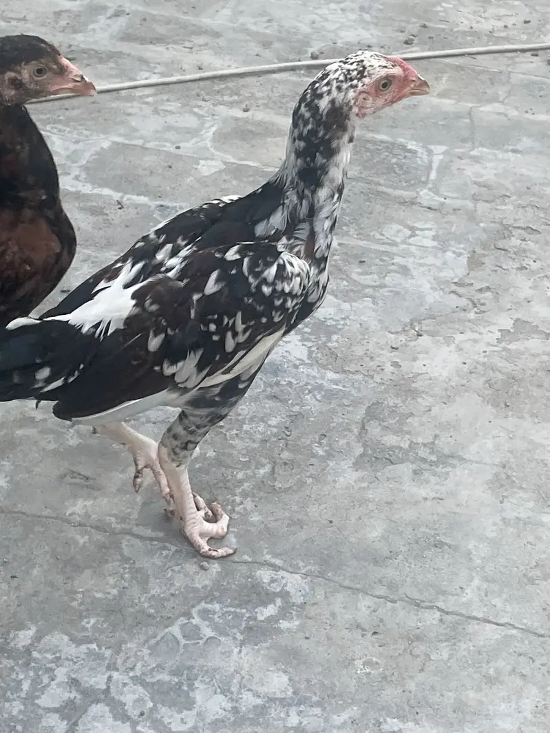 Good quality aseel chicks — photo 7
