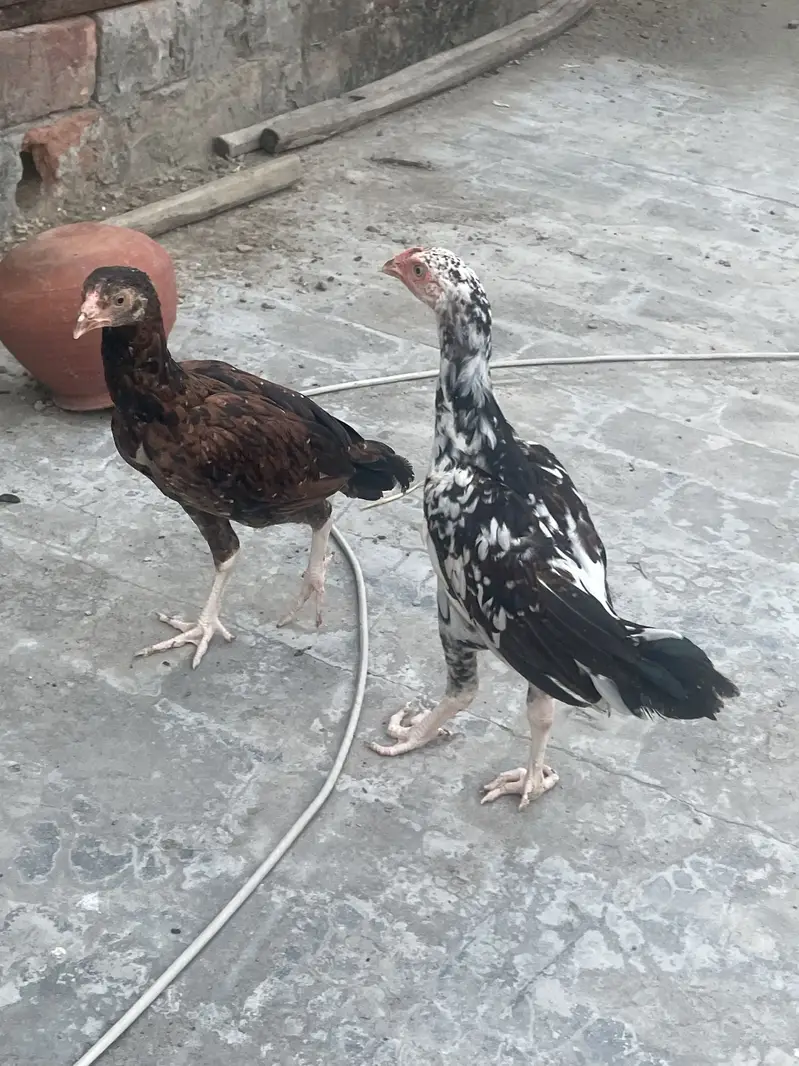 Good quality aseel chicks — photo 8
