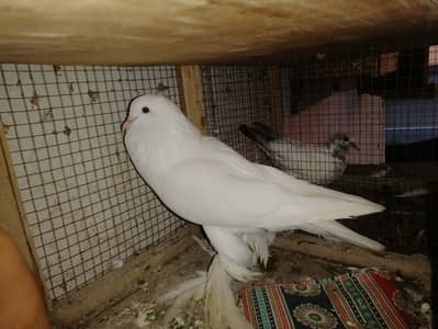 poter big size breader female