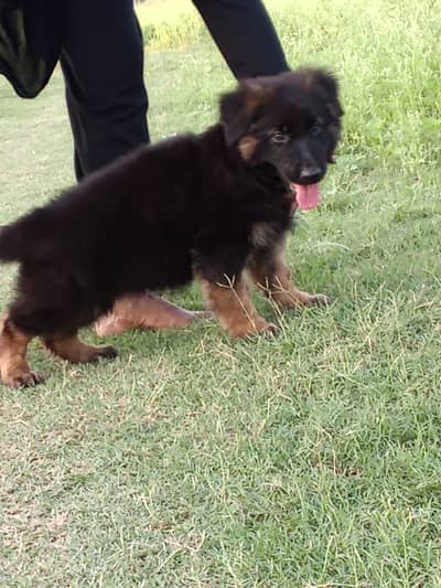 German Shepherd Puppy | Long Coat German Shepherd | GSD Long coat