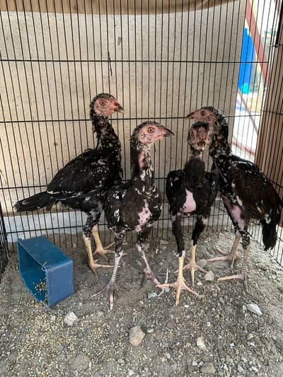 amroha aseel chicks