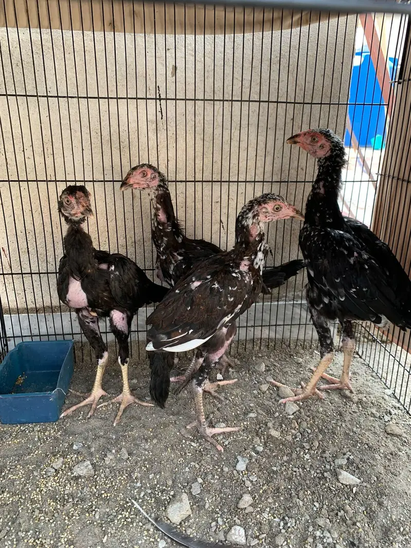 amroha aseel chicks — photo 2
