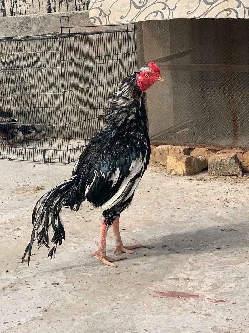 amroha aseel chicks — photo 3