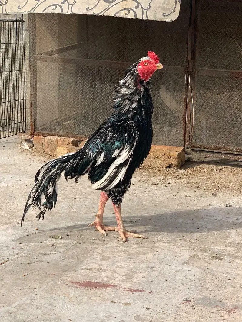 amroha aseel chicks — photo 4