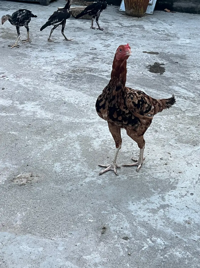 amroha aseel chicks — photo 5