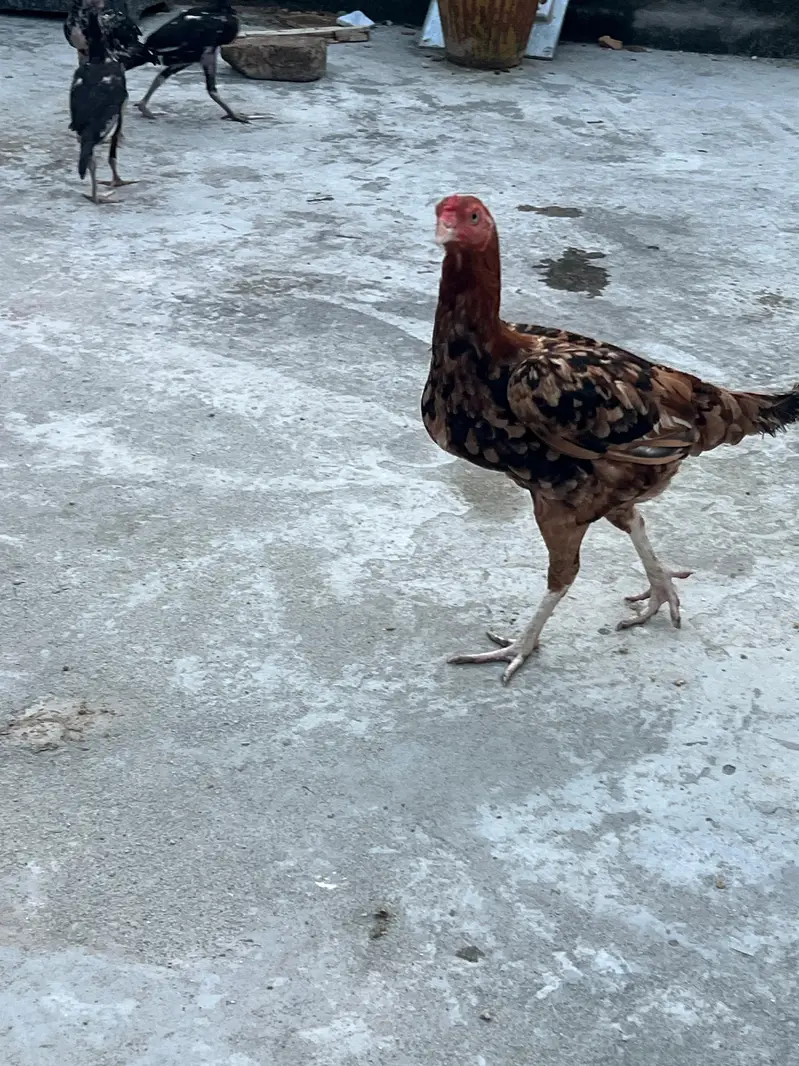 amroha aseel chicks — photo 6