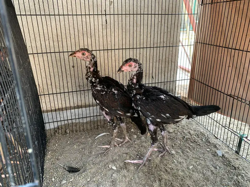amroha aseel chicks — photo 7