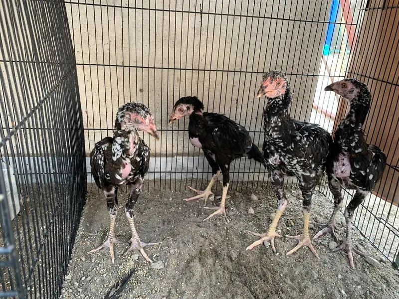 amroha aseel chicks — photo 8