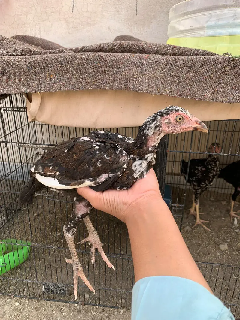 amroha aseel chicks — photo 9