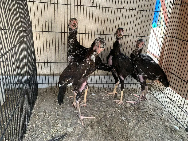 amroha aseel chicks — photo 10