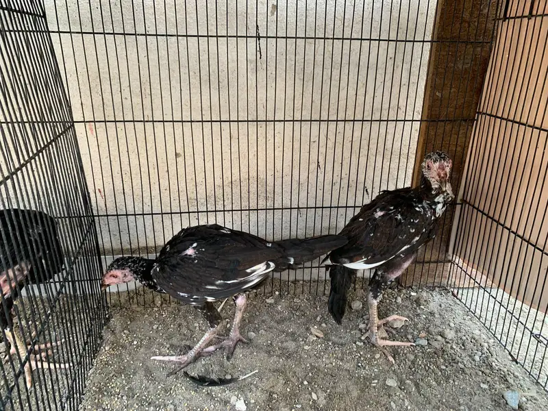 amroha aseel chicks — photo 11